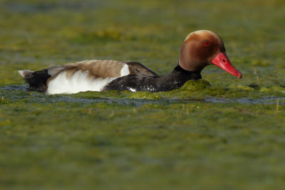 Red-crested Pochard, male