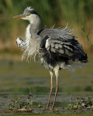 Grey Heron