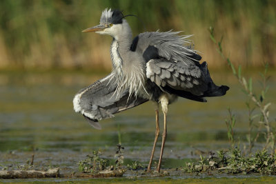 Grey Heron