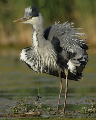 Grey Heron