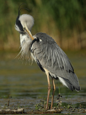 Grey Heron