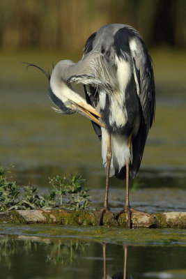 Grey Heron