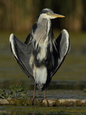 Grey Heron
