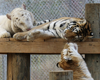 tigers of color orig 118 8x10a.jpg