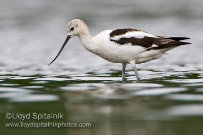 American Avocet