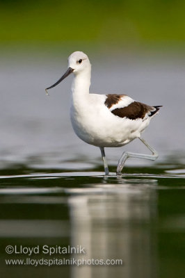 American Avocet