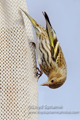 Pine Siskin