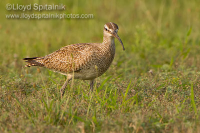 Whimbrel
