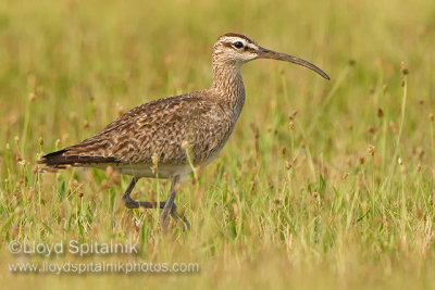 Whimbrel
