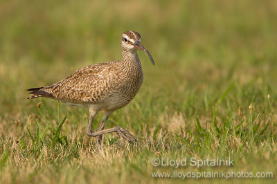 Whimbrel