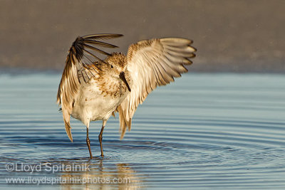 Western Sandpiper