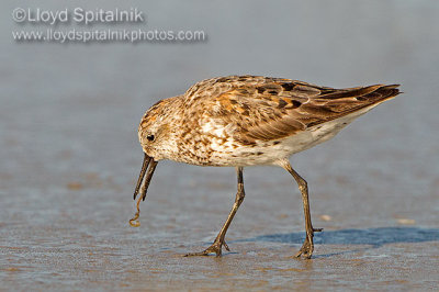 Western Sandpiper