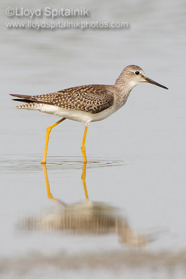 Lesser Yellowlegs (juvenile)