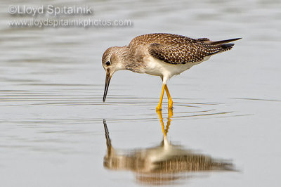 Lesser Yellowlegs (juvenile)
