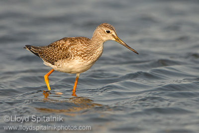 Greater Yellowlegs (juvenile)