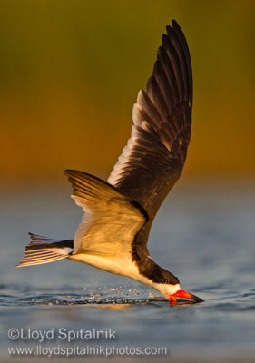 Black Skimmer