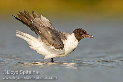 Laughing Gull