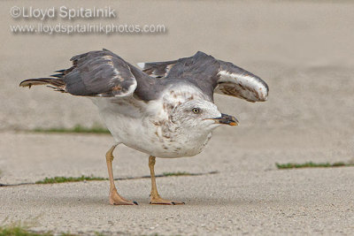 Lesser Black-backed Gull