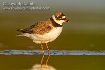 Semipalmated Plover