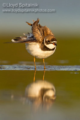 Semipalmated Plover