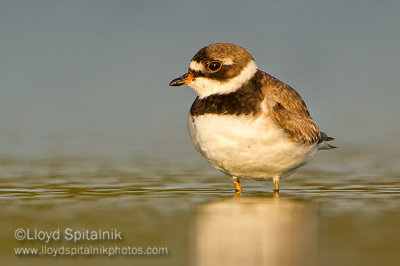 Semipalmated Plover