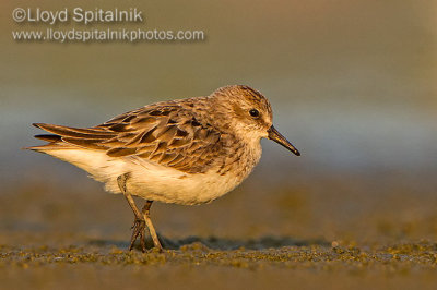 Semipalmated Sandpiper