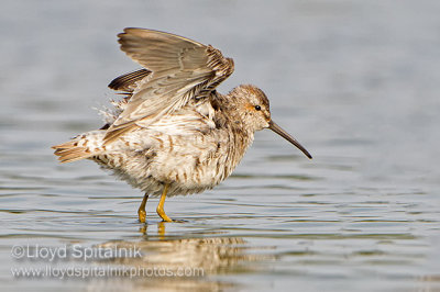 Stilt Sandpiper
