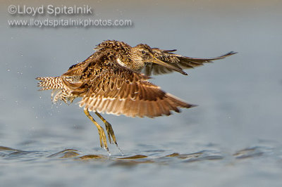 Short-billed Dowitcher