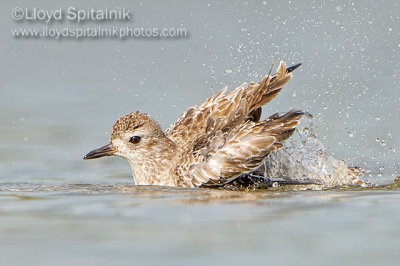 Black-bellied Plover