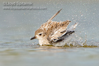 Black-bellied Plover