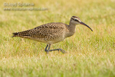 Whimbrel (juvenile)
