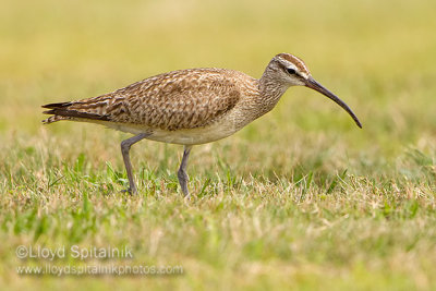 Whimbrel