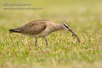Whimbrel