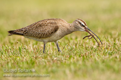 Whimbrel