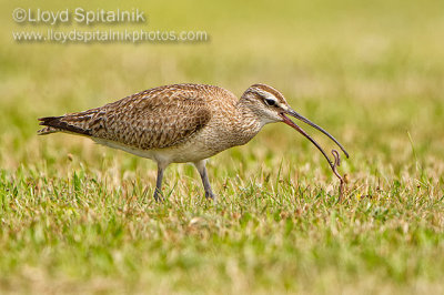 Whimbrel