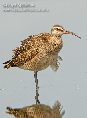 Whimbrel (juvenile)