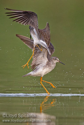 Lesser Yellowlegs 