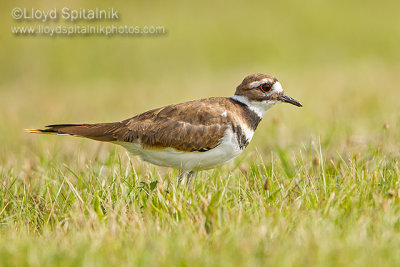 Killdeer