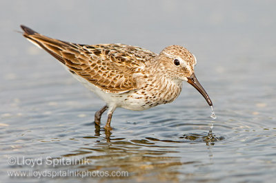 White-rumped Sandpiper 