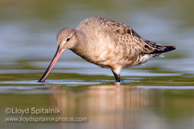 Hudsonian Godwit