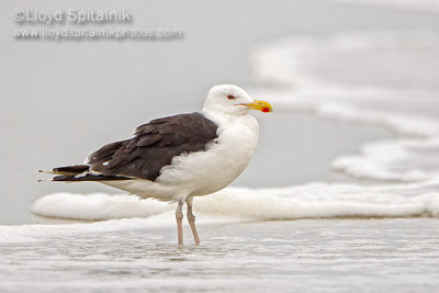 Great Black-backed Gull