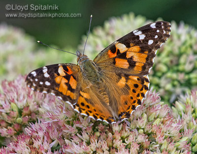 Painted Lady