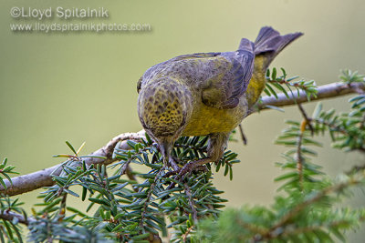 Red Crossbill (Type 3)