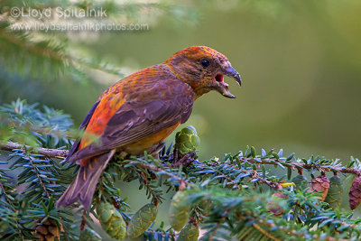Red Crossbill (Type 3)