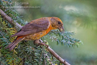 Red Crossbill (Type 3)