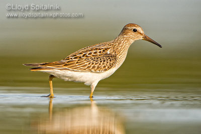 Pectoral Sandpiper (juvenile)