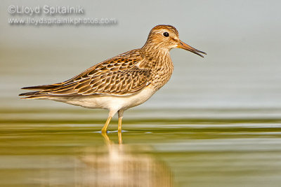 Pectoral Sandpiper (juvenile)