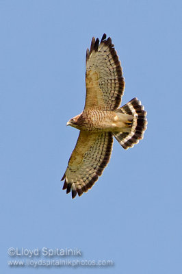 Broad-winged  Hawk