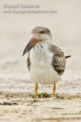 Black Skimmer