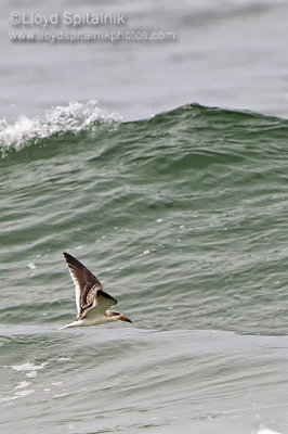 Black Skimmer